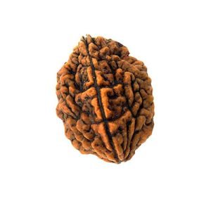 2 Mukhi Rudraksh