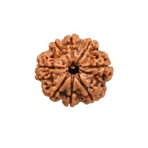 8 Mukhi Rudraksh