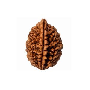 1 Mukhi Rudraksh