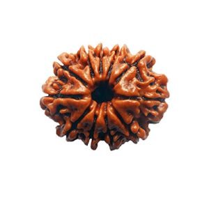 11 Mukhi Rudraksh
