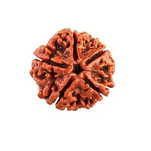 5 Mukhi Rudraksh