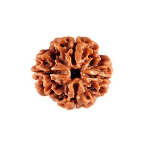 4 Mukhi Rudraksh