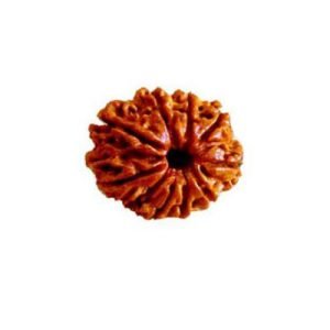 9 Mukhi Rudraksh