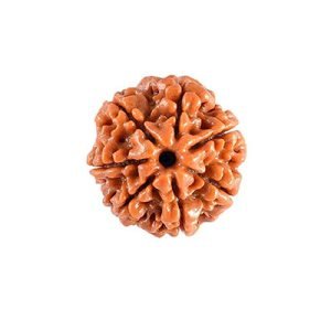 7 Mukhi Rudraksh