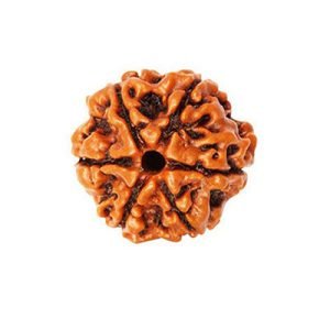 6 Mukhi Rudraksh