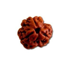 3 Mukhi Rudraksh