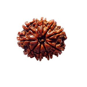 10 Mukhi Rudraksh